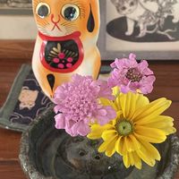 ガザニア,スカビオサ,ルドベキア,お花が癒し,真夏の花の画像