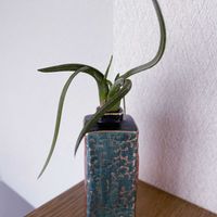 チランジア,エアプランツ,一輪挿し,iPhone撮影,九谷焼の画像