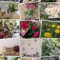 カネノナルキ,サカキ,モンステラ,モンステラ,ミニバラの画像