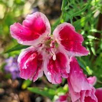 ゴデチア,ゴデチア,水滴の水曜日,聖子ちゃんの歌をもう一度♡∗︎*ﾟ,いつまでも友達でいよう♡の画像