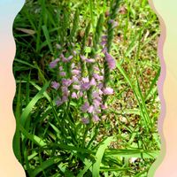 ゴーヤ,ニワゼキショウ,ネジバナ,ネジバナ,フウセンカズラの画像