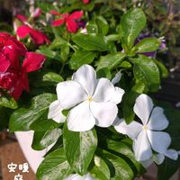 ニチニチソウ,ジプソフィラ,ユーフォルビア ダイヤモンドスター,夏の花,種まきの画像