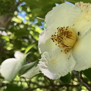 ナツツバキ,夏椿の蕾,ヒツジグサ(未草),暑さに負けない,好きだな~の画像