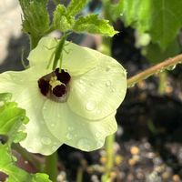 ポインセチア,ポインセチア,早生オクラ,早生オクラの画像