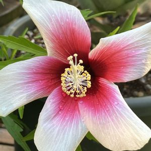 ハイビスカス,ハイビスカス,ハイビスカス ロバツス,ハイビスカス フィジアン•ホワイト,多肉植物の画像