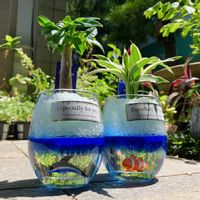 観葉植物,ガーデニング,カラーサンド,ミニ観葉,花のある暮らしの画像