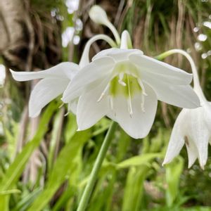 ユーチャリス,温室,球根植物,ヒガンバナ科,素敵な出会いに感謝の画像