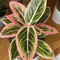 アグラオネマ,アグラオネマ,観葉植物,ハイドロカルチャー,アグラオネマ属の画像