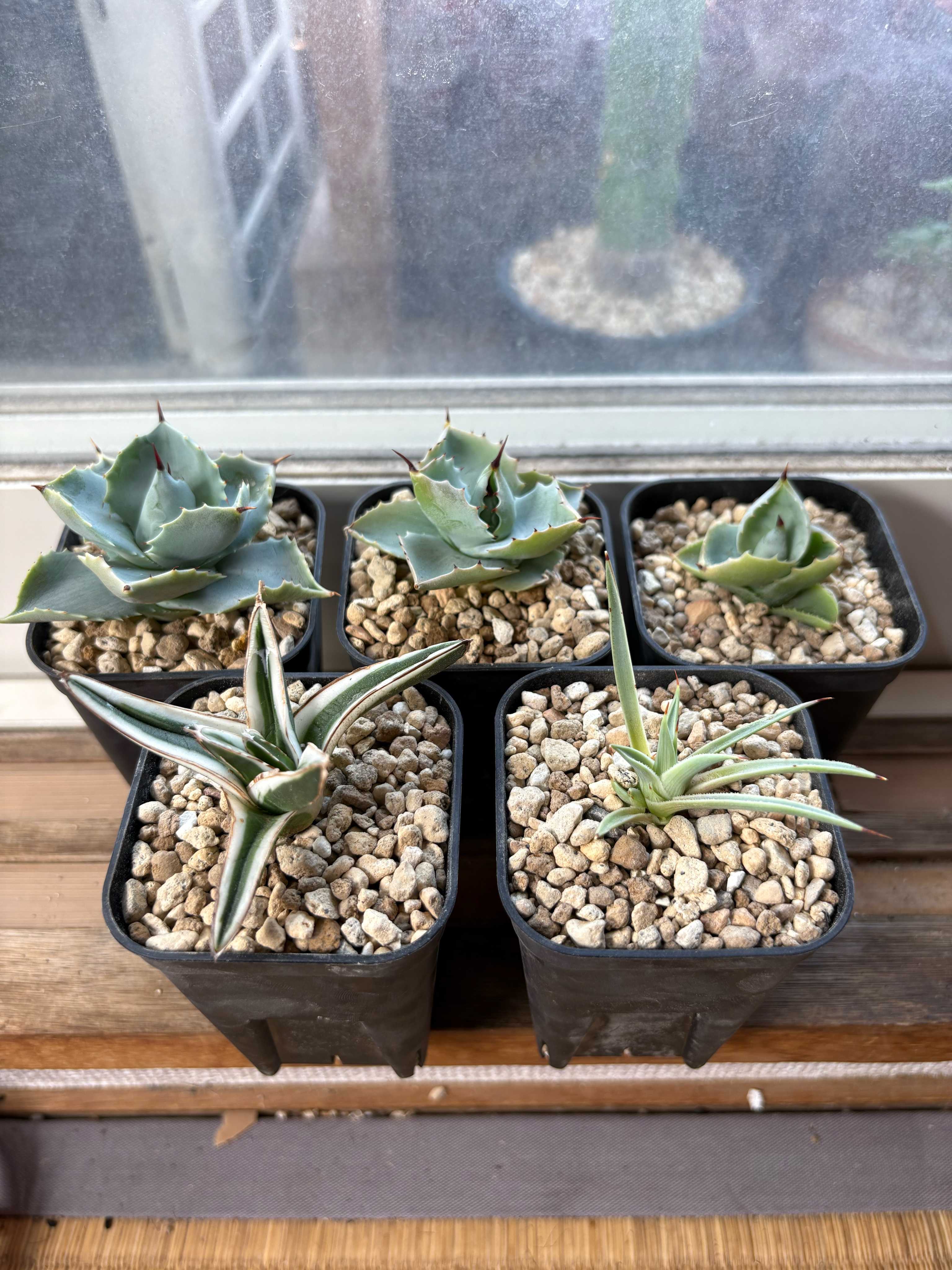 氷山の育て方｜🍀GreenSnap（グリーンスナップ）