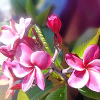 プルメリア,フランジパニ,ピンクの花,花のある暮らし,トロピカルの画像