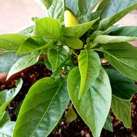 観賞用トウガラシ,嬉しいいただきもの♡,キラキラしてるーっ！,楽しみを有難う❗,ドキドキワクワクの画像