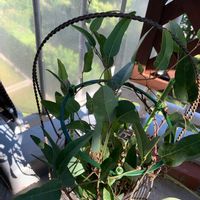 ハーデンベルギアの画像