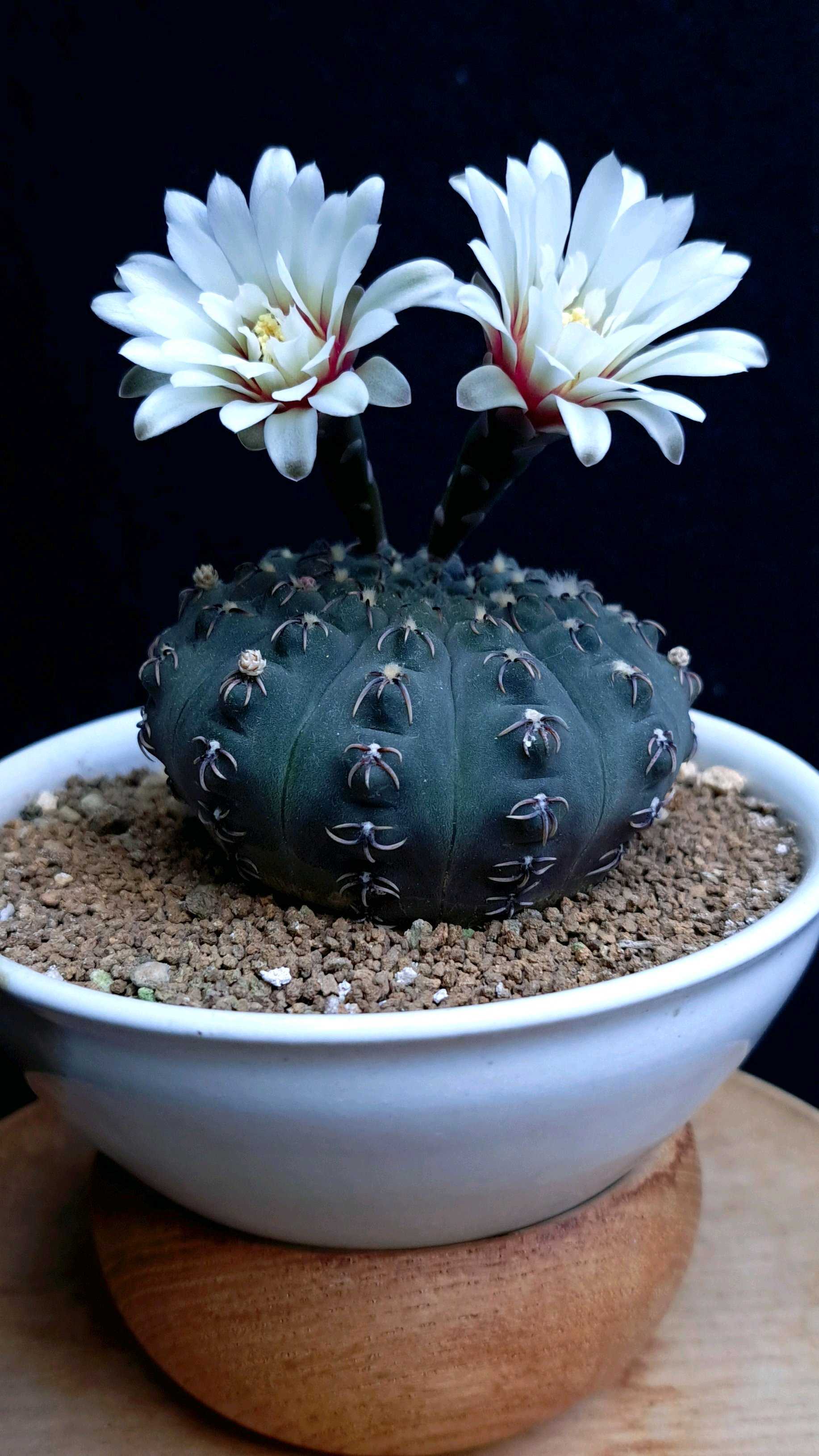 ギムノカリキウム ラゴネシーの一覧｜🍀GreenSnap（グリーンスナップ）