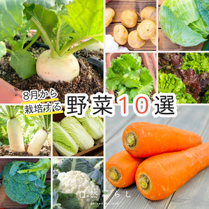 植物のある暮らし,プランター栽培,ベランダ菜園,自然のある暮らし,家庭菜園奮闘日記の画像
