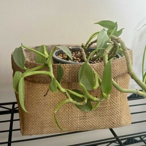 フィロデンドロン,フィロデンドロン・シルバーメタル,観葉植物,植え替え,ジャングル化計画の画像