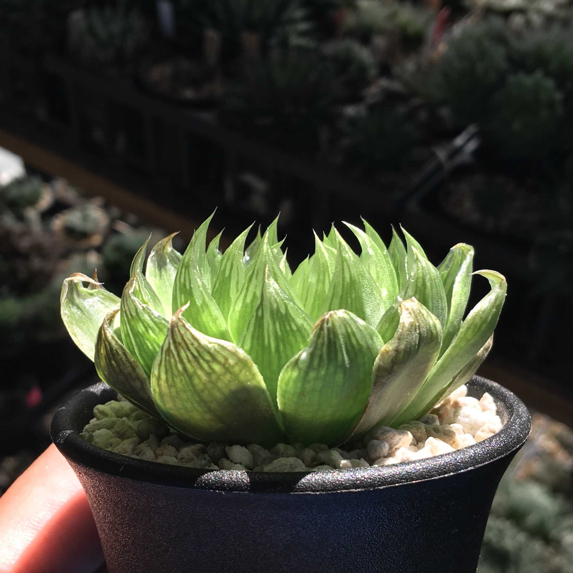 ハオルチア インコンフルエンスの一覧｜🍀GreenSnap（グリーンスナップ）