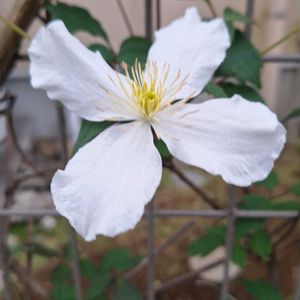 ジャスミン,クレマチス モンタナ,ジャスミン・ホワイトプリンセス,いつもありがとう♡,花散歩の画像