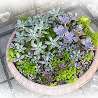 多肉ちゃんいろいろ,かわいい,紅葉する多肉,葉挿し,ポイポイ鉢の画像