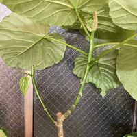 フィカス　ウンベラータ,成長中,観葉植物を楽しむ,剪定,植欲旺盛の画像