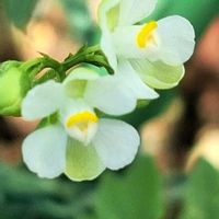 フウセンカズラ,うちの個,ちっちゃいさんの画像