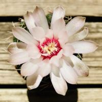 サボテン,緋花玉,緋花玉,多肉植物,鉢植えの画像