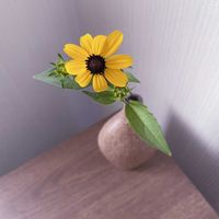 ルドベキア,一輪挿し,iPhone撮影,書斎,asingleflowervaseの画像