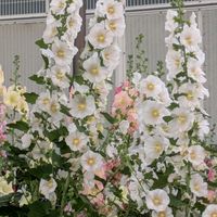 アジサイ,サルスベリ,ヒマワリ,芝生,タチアオイの画像
