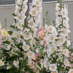 アジサイ,サルスベリ,ヒマワリ,芝生,タチアオイの画像