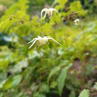 イカリソウ,カワミドリ,ギボウシ,ハタザオキキョウ,ホスタブルーマウスイヤーの画像