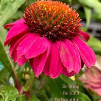 エキナセア,ムラサキバレンギク,ハーブティー,多年草,花のある暮らしの画像