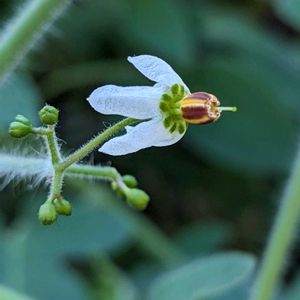 ヒヨドリジョウゴ,アオツヅラフジ,「雄花」,アオツヅラフジの雄花,雄株.の画像