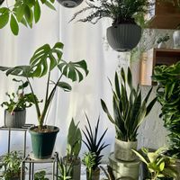 観葉植物,キキ　南の窓辺の画像