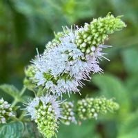 パイナップルミント,花のある暮らし,雪国,おうち園芸,チーム新潟の画像