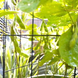 枝豆,ガーデニング,プランター栽培,無農薬野菜,小さい庭の画像