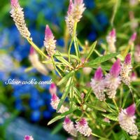 スカビオサ,ノゲイトウ,山野草,お気に入り♡,꒰ღ˘◡˘ற꒱かわゅ~の画像