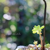 モッコウバラ,乙女心,白檀,シャリファアスマ,群舞の画像