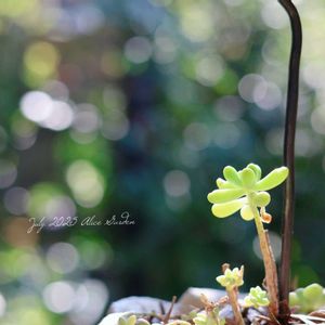 モッコウバラ,乙女心,白檀,シャリファアスマ,群舞の画像