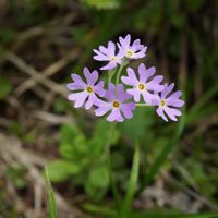 ユキワリソウ,高山植物,栂池自然園の画像