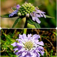 マツムシソウ,マツムシソウ,ススキの高原の画像