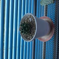 十二の巻の画像