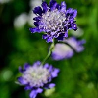 スカビオサ,鉢植え,マイガーデンの画像