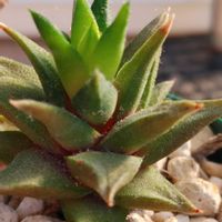 十二の巻,五重の塔,ハオルチア・五重塔,ハオルチア アテヌアータ グリーン,硬葉ハオルチアの画像