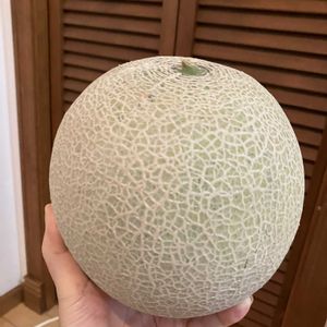 メロン,多肉植物,塊根植物,コーデックス,花のある暮らしの画像