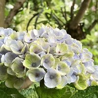 レモンティーツリー,ペラルゴニウム・シドイデス,紫陽花マジカル,紫陽花マジカル,ニチニチソウミニナツの画像