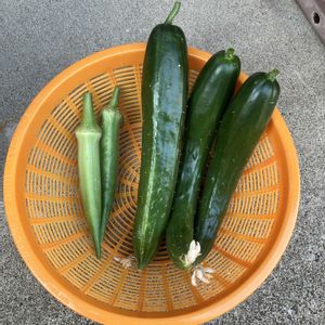 オクラ,きゅうり,プランター,家庭菜園の画像