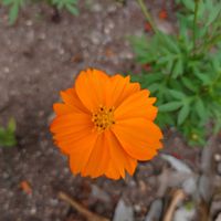 キバナコスモスの画像