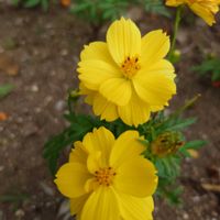 キバナコスモスの画像