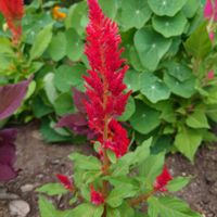 ケイトウの画像