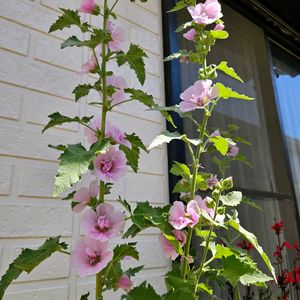 マルバ・パークロンデル,鉢植え,明るい日陰,プランター,ガーデニング初心者の画像