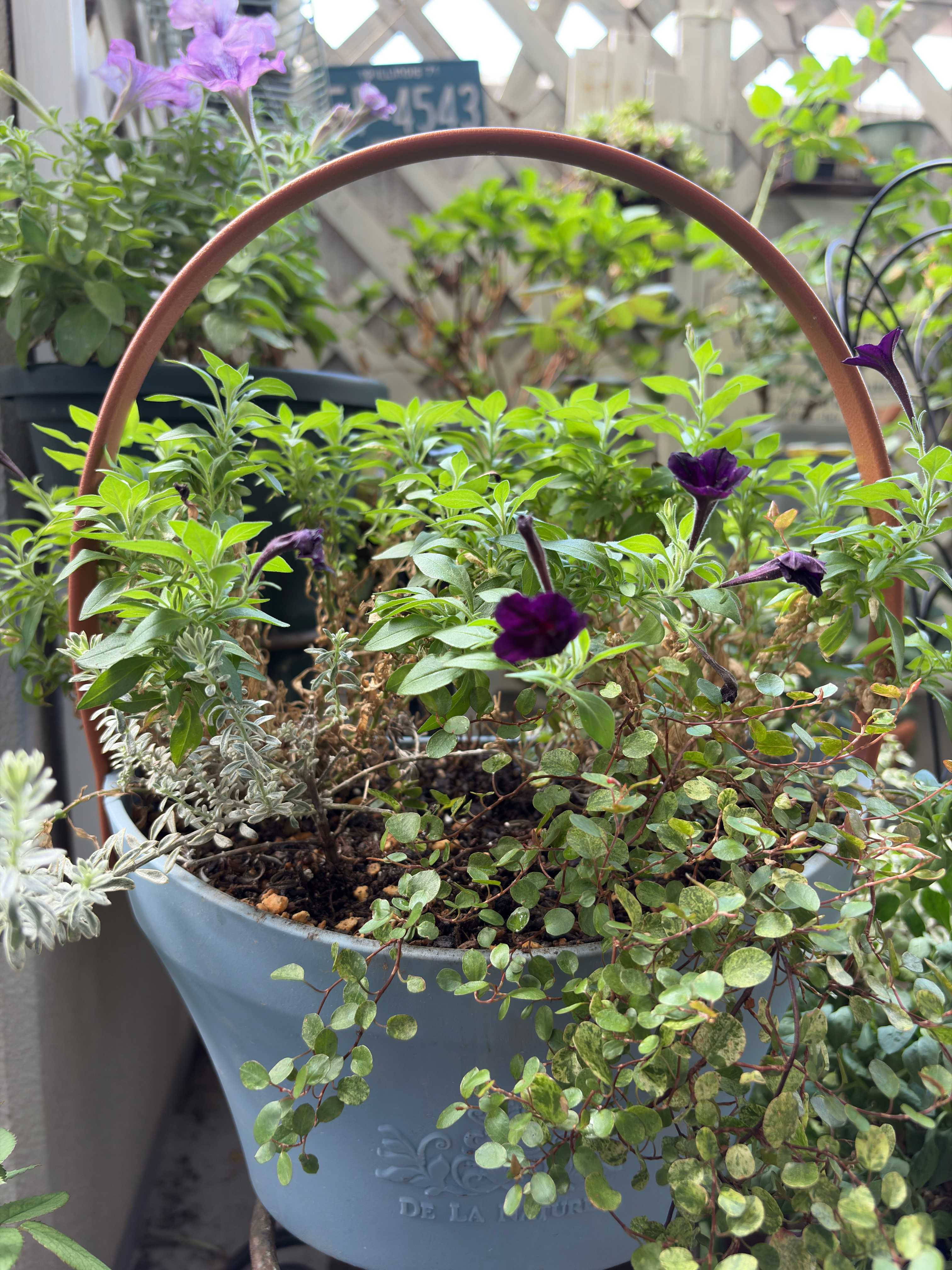 ペチュニア テヌートの成長記録｜🍀GreenSnap（グリーンスナップ）